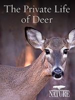 Watch The Private Life of Deer Solarmovie