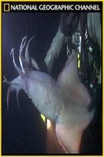 Watch National Geographic Hooked Squid Invasion Solarmovie