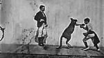 Watch The Boxing Kangaroo (Short 1896) Solarmovie