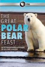 Watch The Great Polar Bear Feast Solarmovie