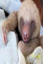 Watch Too Cute! Baby Sloths Solarmovie