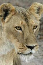 Watch Last Lioness: National Geographic Solarmovie