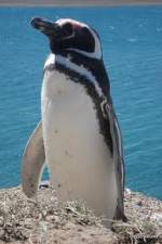 Watch National Geographic Wild Chronicles: Penguins Solarmovie