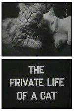 Watch The Private Life of a Cat Solarmovie