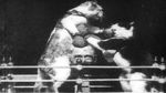 Watch The Boxing Cats (Prof. Welton\'s) Solarmovie
