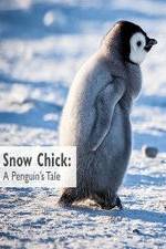 Watch Snow Chick: A Penguin's Tale Solarmovie