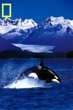 Watch National Geographic Killer Whales Of The Fjord Solarmovie