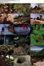 Watch National Geographic Wild - City Of Ants Solarmovie