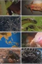 Watch National Geographic Wild : Deadliest Animals Asia Pacific Solarmovie
