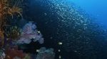 Watch Wild Window: Bejeweled Fishes Solarmovie