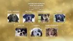 Watch American Humane Hero Dog Awards: 10th Anniversary Celebration (TV Special 2020) Solarmovie