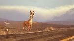 Watch Caminandes: Llama Drama (Short 2014) Solarmovie
