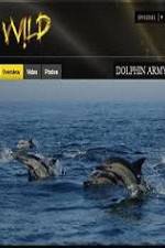 Watch National Geographic Wild Dolphin Army Solarmovie