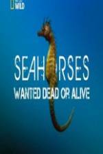 Watch National Geographic - Wild Seahorses Wanted Dead Or Alive Solarmovie