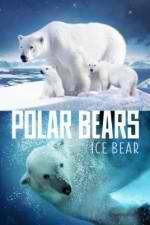 Watch Polar Bears Ice Bear Solarmovie