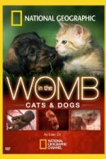 Watch National Geographic In The Womb Cats Solarmovie