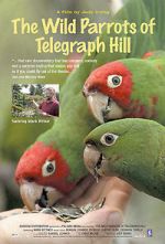 Watch The Wild Parrots of Telegraph Hill Solarmovie