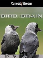 Watch Bird Brain Solarmovie
