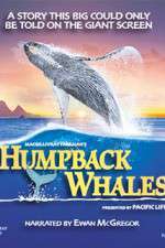 Watch Humpback Whales Solarmovie
