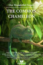 Watch Our Wonderful Nature - The Common Chameleon Solarmovie