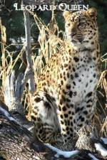 Watch National Geographic Leopard Queen Solarmovie