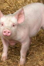 Watch Patent For A Pig: The Big Business of Genetics Solarmovie