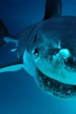 Watch National Geographic. Shark attacks investigated Solarmovie