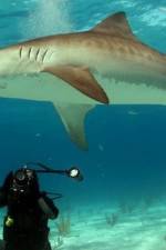 Watch Dive To Tiger Shark Central Solarmovie