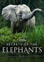 Watch Secrets of the Elephants Solarmovie