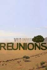 Watch Wild Animal Reunions Solarmovie