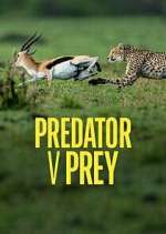 Watch Predator v Prey Solarmovie