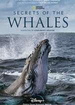 Watch Secrets of the Whales Solarmovie