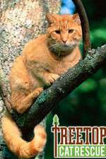 Watch Treetop Cat Rescue Solarmovie